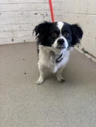 Shelter Stray Male Dog last seen 5TH X J ST, 333 Chandler Pl, San Bernardino, CA 92408, USA