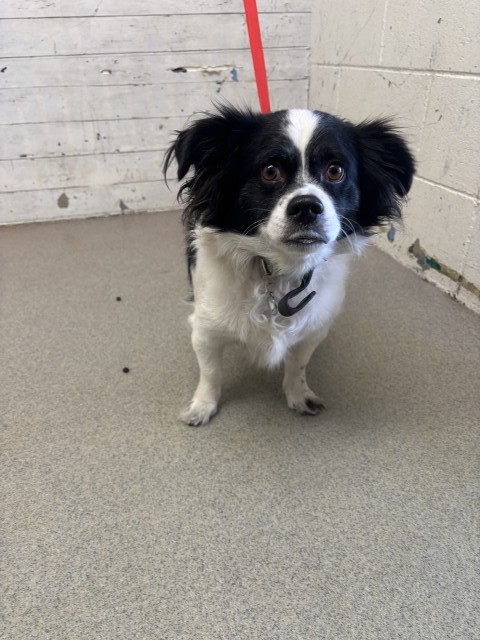 Shelter Stray Male Dog last seen 5TH X J ST, 333 Chandler Pl, San Bernardino, CA 92408, USA