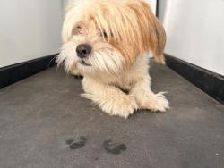 Shelter Stray Male Dog last seen Near BLOCK AVE 216, TULARE, CA, Visalia, CA 93292, USA