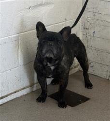 Shelter Stray Male Dog last seen Near BLOCK E SHAMROCK ST, 333 Chandler Pl, San Bernardino, CA 92408, USA