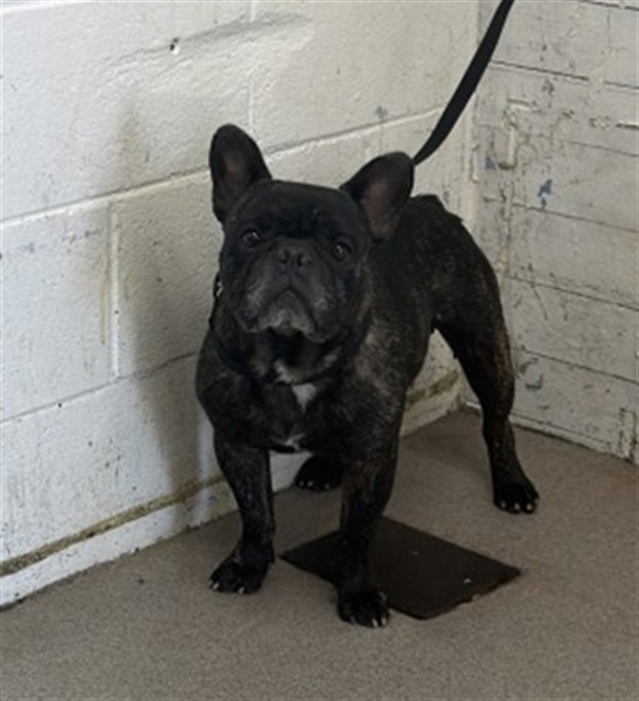 Shelter Stray Male Dog last seen Near BLOCK E SHAMROCK ST, 333 Chandler Pl, San Bernardino, CA 92408, USA
