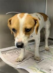Shelter Stray Female Dog last seen Near BLOCK ROAD 192, PORTERVILLE, Visalia, CA 93292, USA