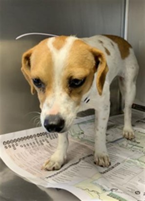 Shelter Stray Female Dog last seen Near BLOCK ROAD 192, PORTERVILLE, Visalia, CA 93292, USA