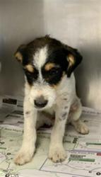 Shelter Stray Male Dog last seen Near BLOCK ROAD 192, PORTERVILLE, Visalia, CA 93292, USA