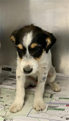Shelter Stray Male Dog last seen Near BLOCK ROAD 192, PORTERVILLE, Visalia, CA 93292, USA