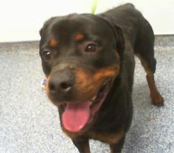 Shelter Stray Male Dog last seen CHARLOTTE, 8315 Byrum Dr, Charlotte, NC 28217, USA