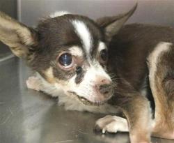 Shelter Stray Female Dog last seen Near BLOCK TOWNE ST, INDIO, CA, 72050 Pet Land Pl, Thousand Palms, CA 92276, USA