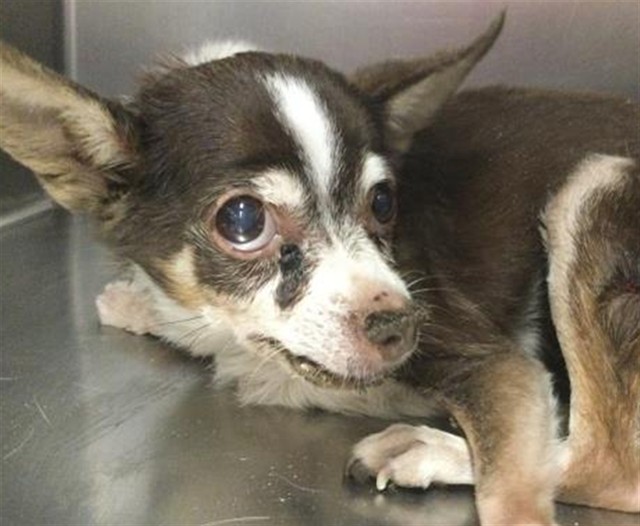 Shelter Stray Female Dog last seen Near BLOCK TOWNE ST, INDIO, CA, 72050 Pet Land Pl, Thousand Palms, CA 92276, USA