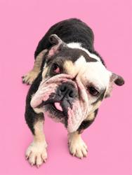 Shelter Stray Female Dog last seen Near BLOCK NW 72ND ST, 3599 NW 79th Ave, Doral, FL 33122, USA