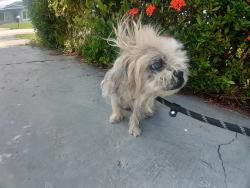 Shelter Stray Male Dog last seen Near BLOCK NW 33 TER, LAUDERHILL FL 33311, 2400 SW 42nd St, Fort Lauderdale, FL 33312, USA