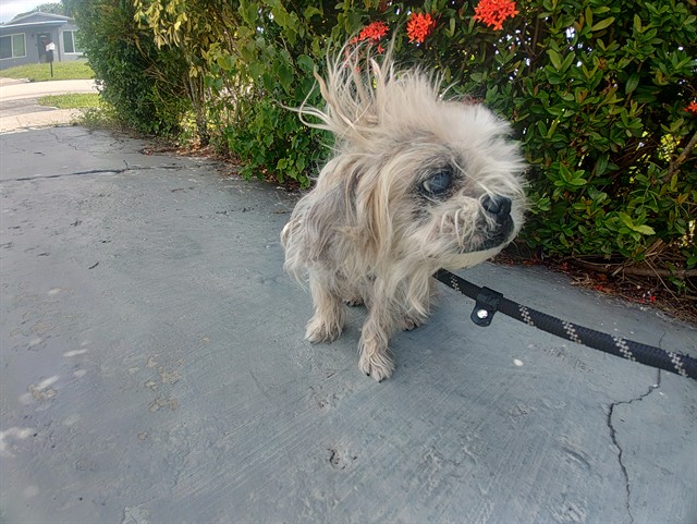 Shelter Stray Male Dog last seen Near BLOCK NW 33 TER, LAUDERHILL FL 33311, 2400 SW 42nd St, Fort Lauderdale, FL 33312, USA
