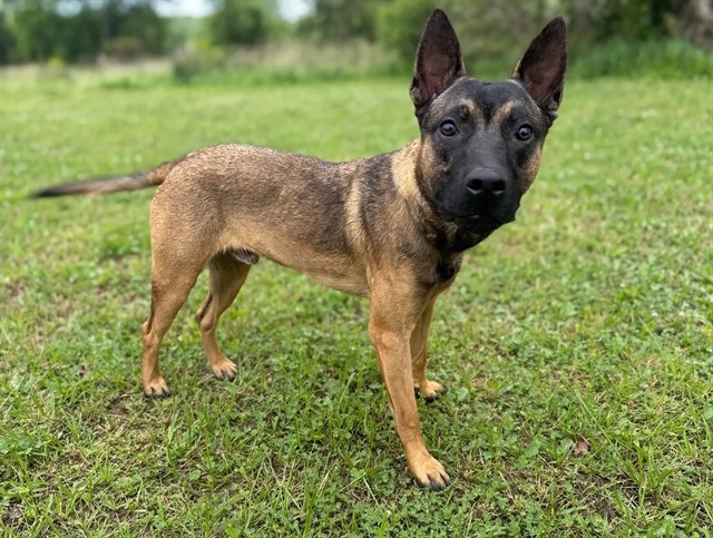 Shelter Stray Male Dog last seen , 38550 Sierra Hwy, Palmdale, CA 93550, USA