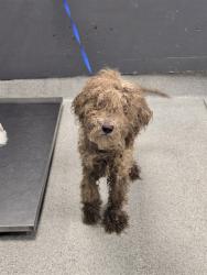 Shelter Stray Male Dog last seen Near BLOCK LONE FEATHER DR, TALLAHASSEE FL 32311, 1125 Easterwood Dr, Tallahassee, FL 32311, USA