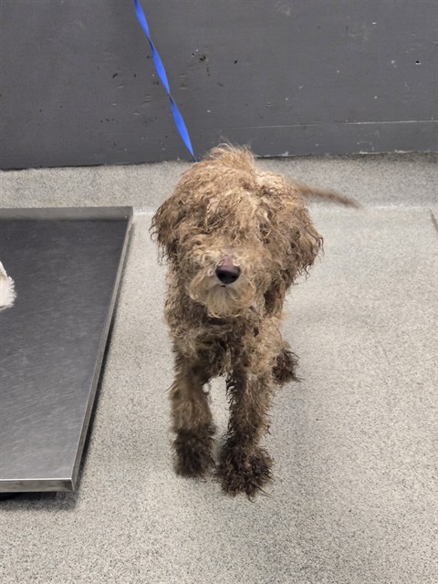 Shelter Stray Male Dog last seen Near BLOCK LONE FEATHER DR, TALLAHASSEE FL 32311, 1125 Easterwood Dr, Tallahassee, FL 32311, USA