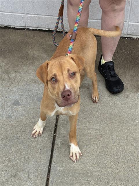 Shelter Stray Female Dog last seen Near BLOCK 7TH ST RD, 3528 Newburg Rd, Louisville, KY 40218, USA