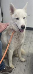 Shelter Stray Male Dog last seen HIGHWAY 178 LAKE ISABELLA CA 93240 / DELONEGA, 3951 Fruitvale Ave, Bakersfield, CA 93308, USA