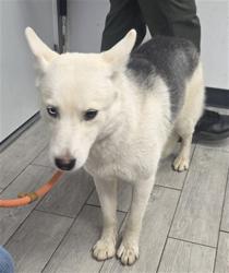 Shelter Stray Female Dog last seen HIGHWAY 178 LAKE ISABELLA CA 9324 / DELONEGA, 3951 Fruitvale Ave, Bakersfield, CA 93308, USA