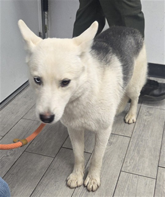 Shelter Stray Female Dog last seen HIGHWAY 178 LAKE ISABELLA CA 9324 / DELONEGA, 3951 Fruitvale Ave, Bakersfield, CA 93308, USA