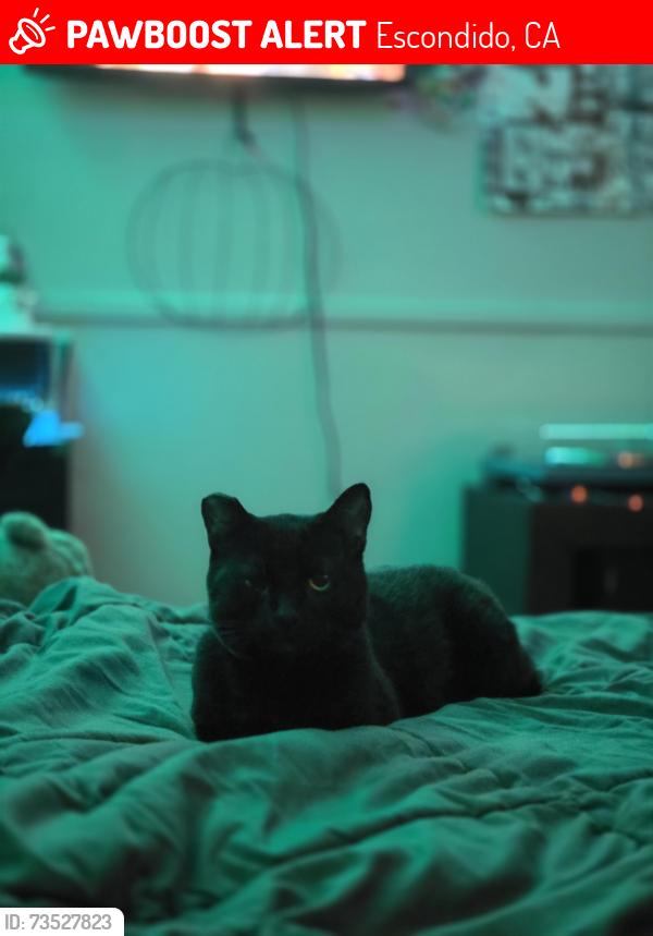 Lost Male Cat last seen Slivkoff Rd, Escondido, CA 92027
