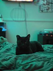 Lost Male Cat last seen Slivkoff Rd, Escondido, CA 92027