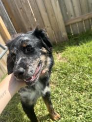 Reunited Male Dog last seen Sunset horizon drive, Hockley, TX 77447