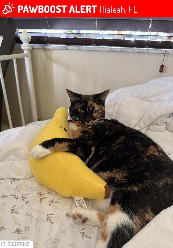 Lost Female Cat last seen Aragon Community, near W 90th St, Hialeah Gardens, FL 33018, Hialeah, FL 33018