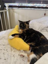 Lost Female Cat last seen Aragon Community, near W 90th St, Hialeah Gardens, FL 33018, Hialeah, FL 33018