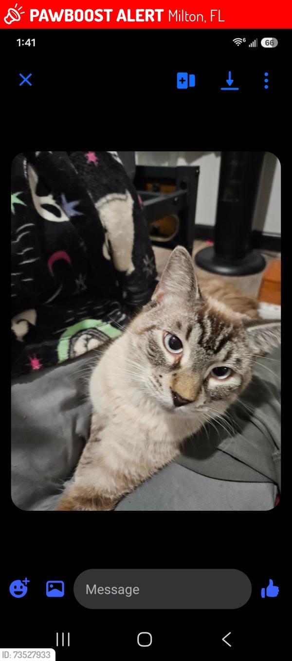 Lost Male Cat last seen Ward Basin Road Milton, Florida, Milton, FL 32583