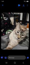 Lost Male Cat last seen Ward Basin Road Milton, Florida, Milton, FL 32583