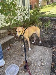 Reunited Female Dog last seen Morrison road, Little Rock, AR 72212