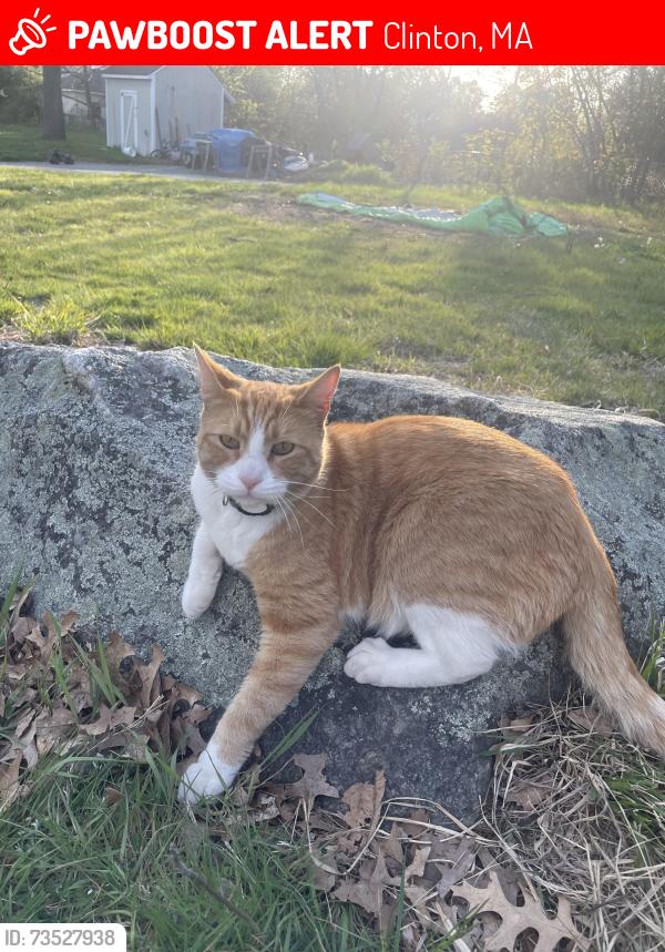 Lost Male Cat last seen Philbin Memorial Pak, Clinton, MA 01510