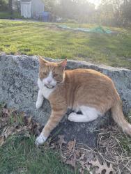 Lost Male Cat last seen Philbin Memorial Pak, Clinton, MA 01510