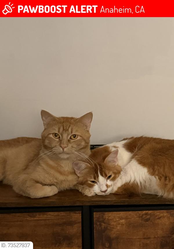 Lost Male Cat last seen lincoln, rio vista, Anaheim, CA 92806