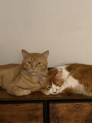 Lost Male Cat last seen lincoln, rio vista, Anaheim, CA 92806