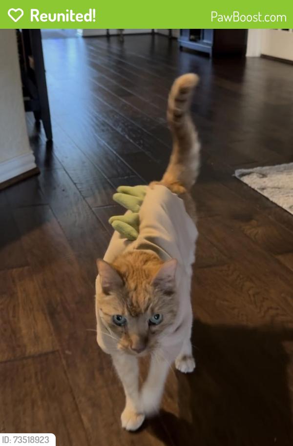 Reunited Male Cat last seen Shoreline Dr. and Culebra Way, San Antonio, TX 78254