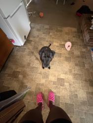 Lost Female Dog last seen Derhake, Florissant, MO 63033