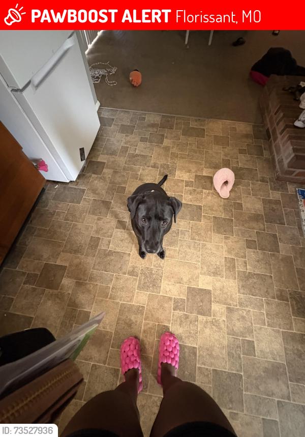Lost Female Dog last seen Derhake, Florissant, MO 63033