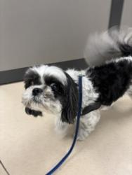 Shelter Stray Male Dog last seen , , TX, 330 Rufe Snow Dr, Keller, TX 76248, USA