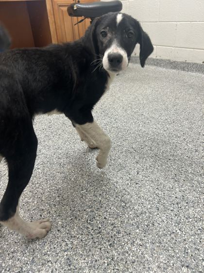 Shelter Stray Male Dog last seen yarnell rd, Knox County ASO, TN, 3201 Division St, Knoxville, TN 37919, USA