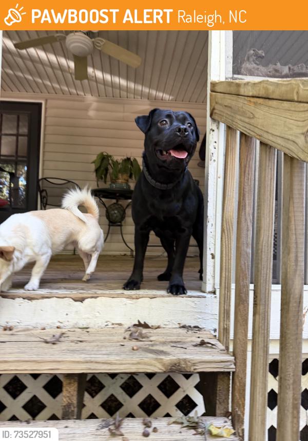 Found/Stray Unknown Dog last seen Falls of Neuse Rd and Hardimont Rd, Raleigh, NC 27609