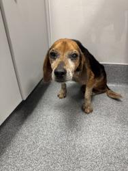 Shelter Stray Male Dog last seen Goose Gap Rd, Sevier County ACO, TN, 1008 Old Knoxville Hwy, Sevierville, TN 37862, USA