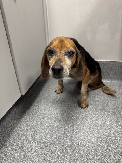 Shelter Stray Male Dog last seen Goose Gap Rd, Sevier County ACO, TN, 1008 Old Knoxville Hwy, Sevierville, TN 37862, USA