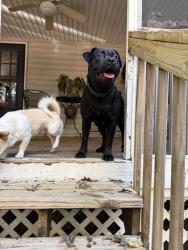 Found/Stray Unknown Dog last seen Falls of Neuse Rd and Hardimont Rd, Raleigh, NC 27609