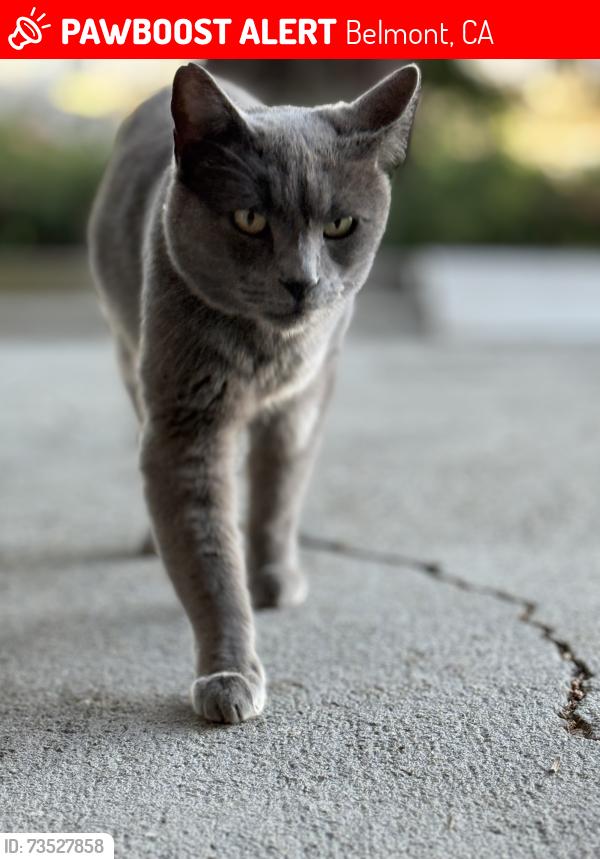 Lost Male Cat last seen Twin Pines Park, Belmont, CA 94002