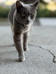Lost Male Cat last seen Twin Pines Park, Belmont, CA 94002