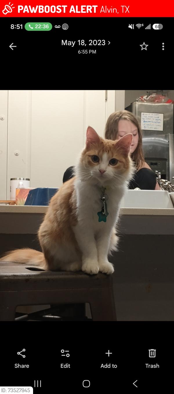 Lost Female Cat last seen Petes corner store, Alvin, TX 77511