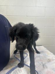 Shelter Stray Female Dog last seen Near BARD AVE APT.171, 70815, LA, 2550 Gourrier Ave, Baton Rouge, LA 70820, USA