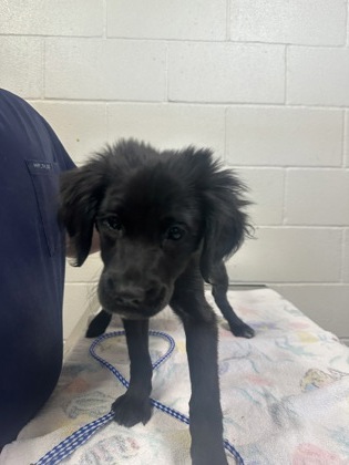 Shelter Stray Female Dog last seen Near BARD AVE APT.171, 70815, LA, 2550 Gourrier Ave, Baton Rouge, LA 70820, USA