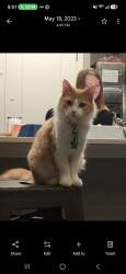 Lost Female Cat last seen Petes corner store, Alvin, TX 77511