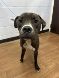 Shelter Stray Male Dog last seen Near PORT HUDSON PRIDE, 70714, LA, 2550 Gourrier Ave, Baton Rouge, LA 70820, USA